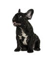 Close up of Brindle French bulldog puppy standing isolated on white
