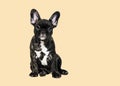 Close up of Brindle French bulldog puppy standing isolated on yellow
