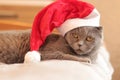 British breed cat\'s face. Gray purebred cat in a Santa Claus hat