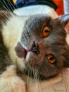 Close up of British short-haired cat laying down sideways Royalty Free Stock Photo