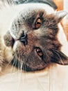 Close up of British short-haired cat lying down Royalty Free Stock Photo