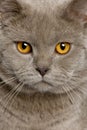 Close up of a british shorthair (10 months old) Royalty Free Stock Photo