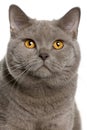 Close up of a british shorthair (10 months old)