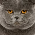 Close up of a british shorthair (2 years old)