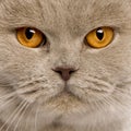 Close up of a british shorthair (4 years old)