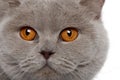 Close up of a british shorthair (4 years old)