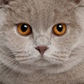 Close up of a british shorthair (9 months old) Royalty Free Stock Photo