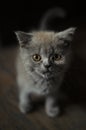 Close up on a British Shorthair Blue Kitten with big copper eyes  cat is looking to the camera Royalty Free Stock Photo