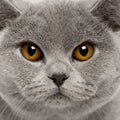 Close-up of British Shorthair Cat Royalty Free Stock Photo