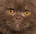 Close-up of British shorthair cat, 2 years old Royalty Free Stock Photo