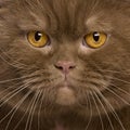 Close-up of British shorthair cat, 2 years old Royalty Free Stock Photo