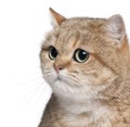 Close-up of British Shorthair cat, 2 years old