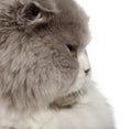 Close up of British Shorthair cat, 6 months old Royalty Free Stock Photo