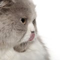 Close up of British Shorthair cat, 6 months old Royalty Free Stock Photo