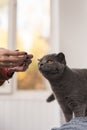 close up british shorthair cat with owner. High quality photo