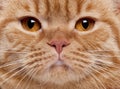 Close-up of British Shorthair cat's face