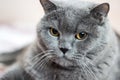 Close-up of British Shorthair cat, 8 years old Royalty Free Stock Photo