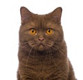 Close-up of a British Shorthair, 20 months old, looking at the c Royalty Free Stock Photo