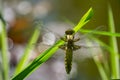 Close-up of Broad-bodied chaser dragonfly female Libellula depressa with large transparent wings and honey brown color body Royalty Free Stock Photo