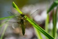 Close-up of Broad-bodied chaser dragonfly female Libellula depressa with large transparent wings and honey brown color body