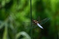 Close-up of Broad-bodied chaser dragonfly male Libellula depressa with large transparent wings and light blue body sitting