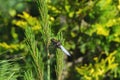 Close-up of Broad-bodied chaser dragonfly male Libellula depressa with large transparent wings and light blue body