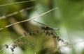 Close up of a Broad-bodied Chaser - Libellula depressa resting on a dead flower stem. 6 Royalty Free Stock Photo