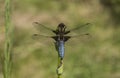 Close up of a Broad-bodied Chaser - Libellula depressa resting on an Iris stem. 1