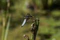 Close up of a Broad-bodied Chaser - Libellula depressa resting on an Iris stem. 4 Royalty Free Stock Photo