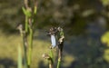 Close up of a Broad-bodied Chaser - Libellula depressa resting on an Iris stem. 5