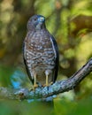 Close-up of a Broad-Winged Hawk perched on a tree branch Royalty Free Stock Photo