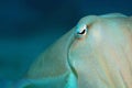 Broadclub Cuttlefish Close-up Royalty Free Stock Photo