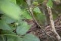 Skink On A Log