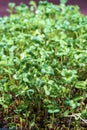 Close-up of broccoli microgreens in the wooden box. Sprouting Microgreens. Seed Germination at home. Vegan and healthy Royalty Free Stock Photo