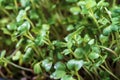 Close-up of broccoli microgreens in the wooden box. Sprouting Microgreens. Seed Germination at home. Vegan and healthy Royalty Free Stock Photo