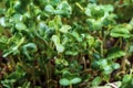 Close-up of broccoli microgreens in the wooden box. Sprouting Microgreens. Seed Germination at home. Vegan and healthy Royalty Free Stock Photo