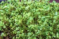 Close-up of broccoli microgreens in the wooden box. Sprouting Microgreens. Seed Germination at home. Vegan and healthy Royalty Free Stock Photo
