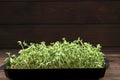 Close-up of broccoli microgreens in the wooden box. Sprouting Microgreens. Seed Germination at home. Vegan and healthy Royalty Free Stock Photo