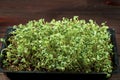 Close-up of broccoli microgreens in the wooden box. Sprouting Microgreens. Seed Germination at home. Vegan and healthy Royalty Free Stock Photo