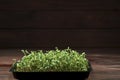 Close-up of broccoli microgreens in the wooden box. Sprouting Microgreens. Seed Germination at home. Vegan and healthy Royalty Free Stock Photo