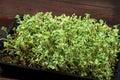 Close-up of broccoli microgreens in the wooden box. Sprouting Microgreens. Seed Germination at home. Vegan and healthy Royalty Free Stock Photo