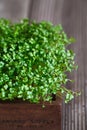 Close-up of broccoli microgreens in the wooden box. Sprouting Microgreens. Seed Germination at home. Vegan and healthy eating Royalty Free Stock Photo