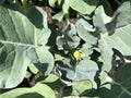 Close up of broccoli plant in organic garden