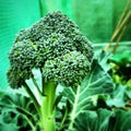 Close up of a brocolli plant Royalty Free Stock Photo