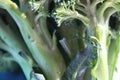 Close up of brocolli Royalty Free Stock Photo