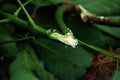 Close-up of a broken rubber tree branch releasing white sap. Royalty Free Stock Photo