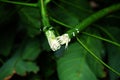 Close-up of a broken rubber tree branch releasing white sap. Royalty Free Stock Photo