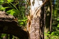 Close-up on a broken tree in a green forest in the background Royalty Free Stock Photo