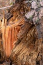 Close-up of a broken tree stump showing raw, orange splintered wood and bark texture Royalty Free Stock Photo
