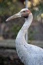 An Australian brolga Royalty Free Stock Photo